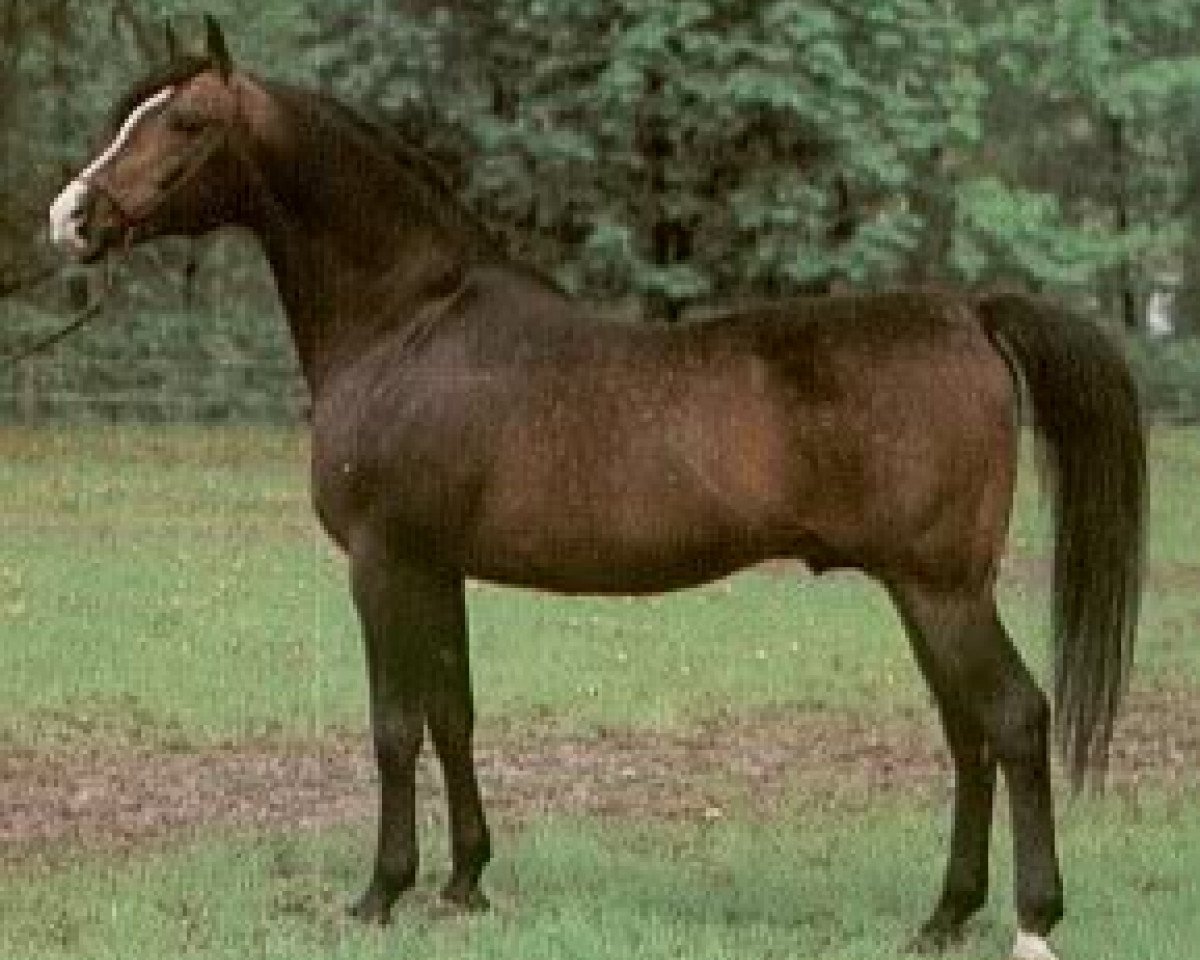 stallion Banat 1967 ox (Arabian purebred, 1967, from El Azrak ox)