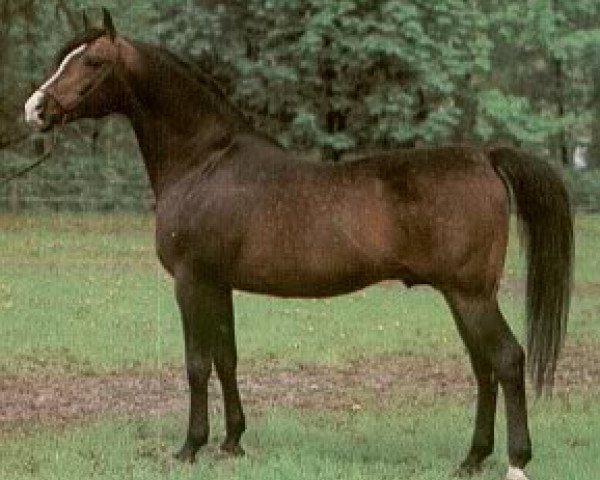 stallion Banat 1967 ox (Arabian thoroughbred, 1967, from El Azrak ox)