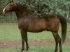 stallion Banat 1967 ox (Arabian thoroughbred, 1967, from El Azrak ox)