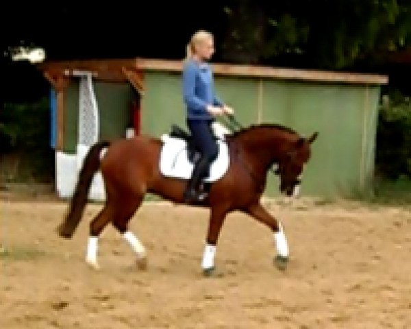 jumper Kandango (German Riding Pony, 2007, from Kjendo WE)