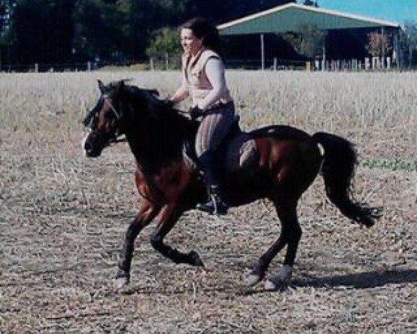 horse Candy 183 (Welsh-Cob (Sek. C), 1992, from Synod Good Golly)