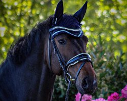 dressage horse Hit Me (Hanoverian, 2012, from Hotline)