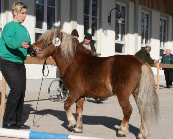 Pferd Gollom (Shetland Pony, 2004, von Georg)