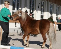 Pferd Gollom (Shetland Pony, 2004, von Georg)