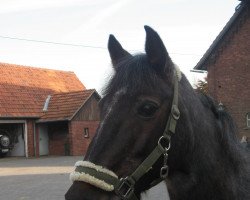 broodmare Elfi 90 (German Riding Pony, 1984, from Trefaes Cream Boy)