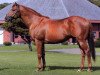 stallion Grass Wonder xx (Thoroughbred, 1995, from Silver Hawk xx)