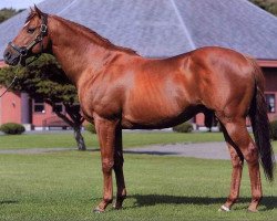 stallion Grass Wonder xx (Thoroughbred, 1995, from Silver Hawk xx)