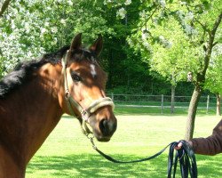 jumper Asti 66 (German Riding Pony, 1994)
