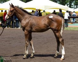 horse Balzac xx (Thoroughbred, 2010, from Falbrav xx)