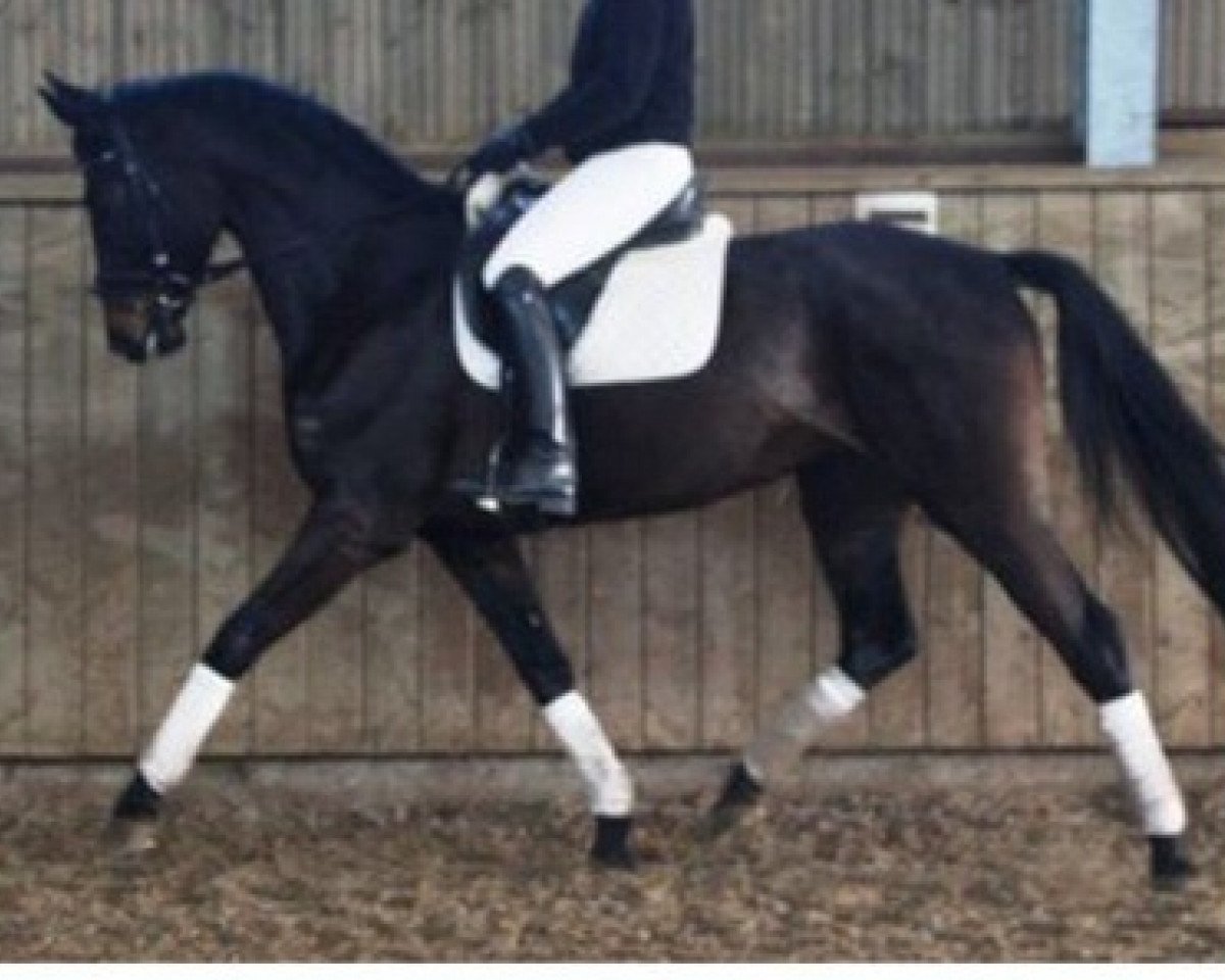 dressage horse Donna (Westphalian, 2006, from Don Marco 3)