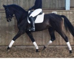 dressage horse Donna (Westphalian, 2006, from Don Marco 3)