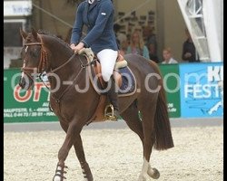 stallion Mr Rubby Bubbel (German Warmblood, 2007, from Marsvogel xx)