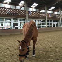 dressage horse Piccolino (unknown,  )