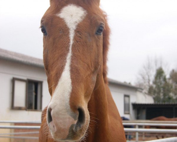 jumper Quintero (German Sport Horse, 2005, from Quinn Step)