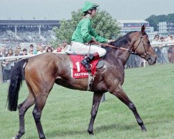 broodmare Aliysa xx (Thoroughbred, 1986, from Darshaan xx)