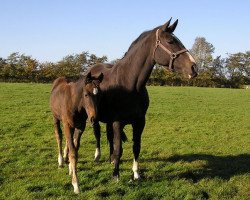 broodmare Gerlinde (Holsteiner, 1992, from Locato)