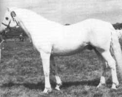 Deckhengst Leam Bobby Finn (Connemara-Pony, 1967, von Carna Bobby)