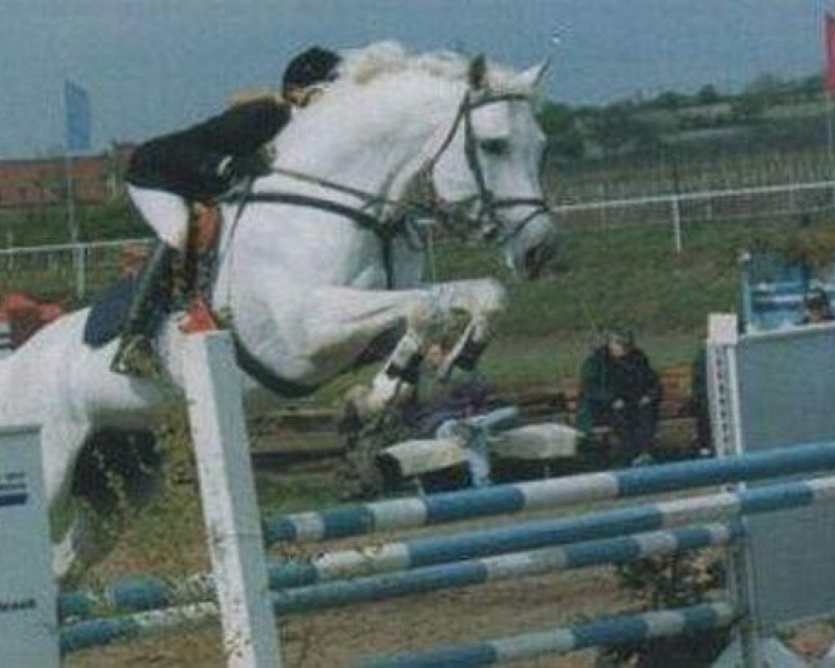 Deckhengst Landprinz II (Holsteiner, 1987, von Landgraf I)