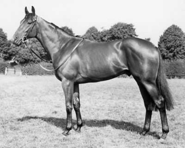 stallion Ratification xx (Thoroughbred, 1953, from Court Martial xx)