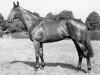 stallion Ratification xx (Thoroughbred, 1953, from Court Martial xx)