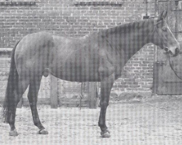 stallion Benvenuto xx (Thoroughbred, 1958, from Ratification xx)