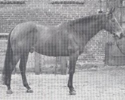 stallion Benvenuto xx (Thoroughbred, 1958, from Ratification xx)