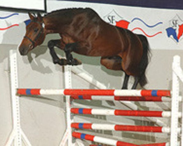 stallion Ol Metta (Selle Français, 2002, from Flipper d'Elle)