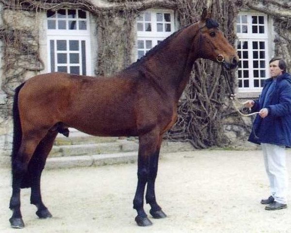 stallion Cellebrio (Holsteiner, 1985, from Caletto II)