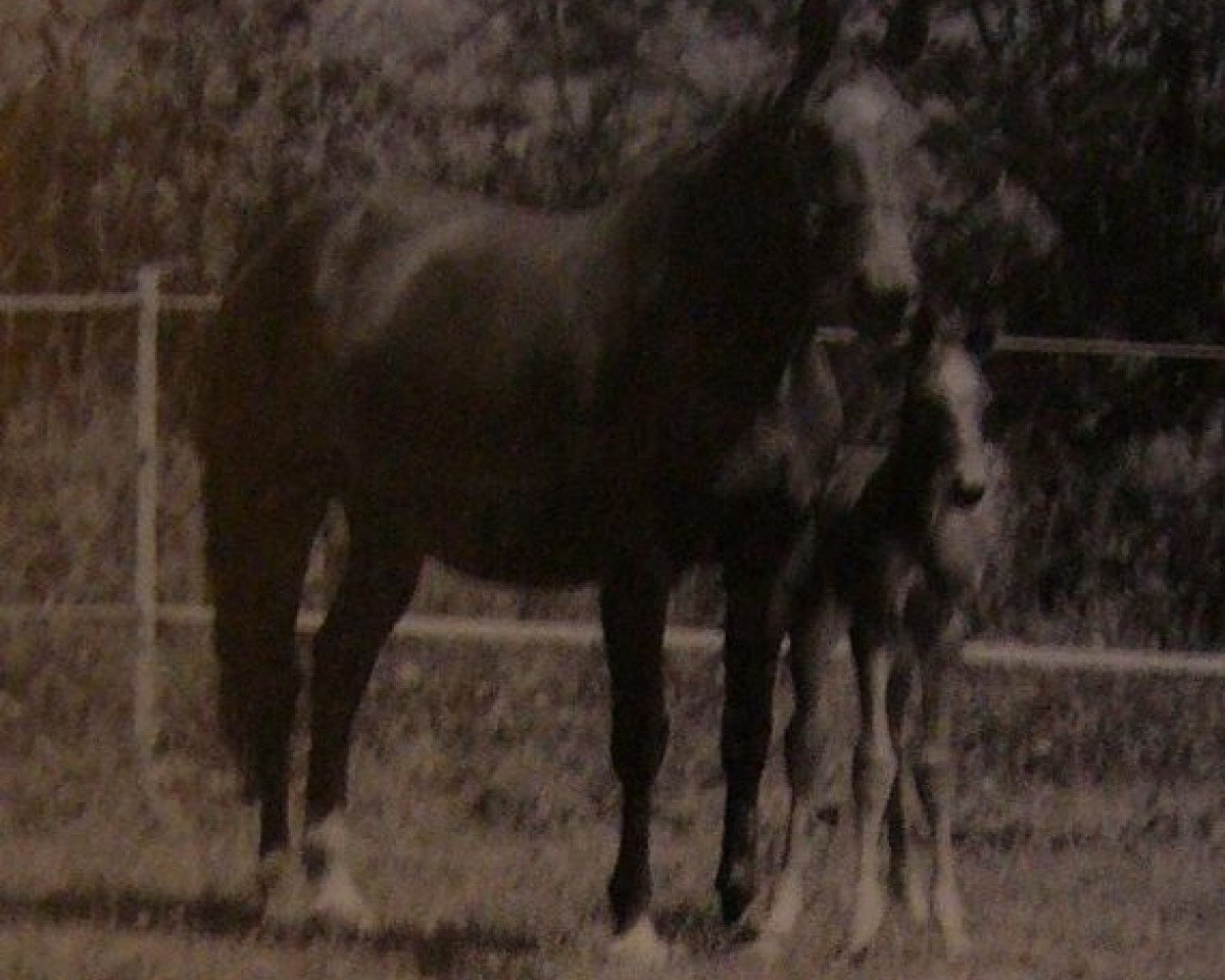 broodmare Starline (Selle Français, 1984, from Kayack)