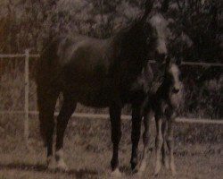 broodmare Starline (Selle Français, 1984, from Kayack)