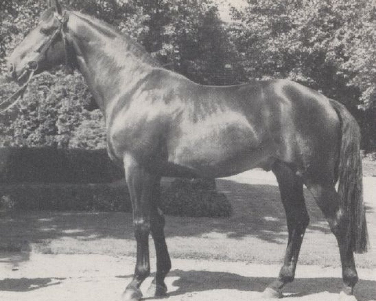 stallion Treffer (Westphalian, 1976, from Taipan xx)