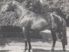 stallion Treffer (Westphalian, 1976, from Taipan xx)