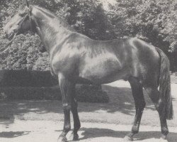 Deckhengst Treffer (Westfale, 1976, von Taipan xx)