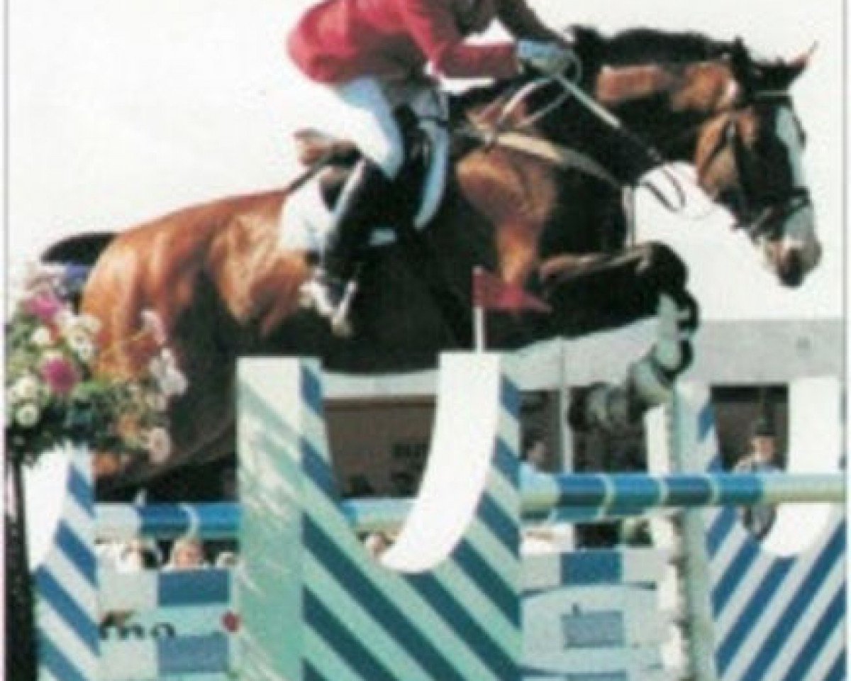 stallion Pachat II (Selle Français, 1981, from Hadj A AA)