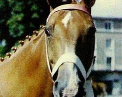 broodmare Gemini (Westphalian, 1989, from Game Fox xx)