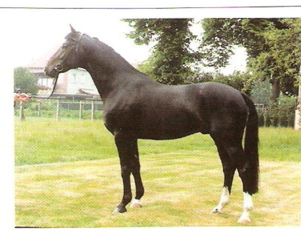 stallion Perplex (Westphalian, 1987, from Pazifik)
