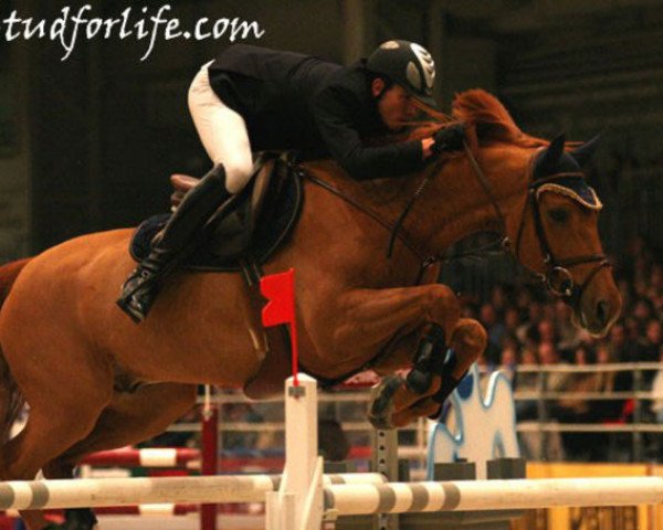 horse Hyades Belmaniere (Selle Français, 1995, from Talent Platiere)