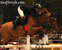 Pferd Hyades Belmaniere (Selle Français, 1995, von Talent Platiere)