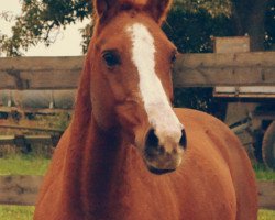 horse Melissa 288 (German Riding Pony, 2000, from Grande B)