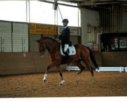 dressage horse Hogan 5 (Bayer, 2007, from Herzruf)