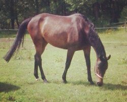 broodmare Heraldik's History (German Sport Horse, 2005, from Heraldik xx)