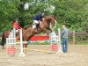 jumper Don Hugo 2 (German Sport Horse, 2001)