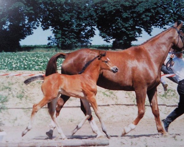 Zuchtstute Sonne (Mecklenburger, 1993, von Sonnenball 3496)