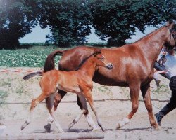 Zuchtstute Sonne (Mecklenburger, 1993, von Sonnenball 3496)