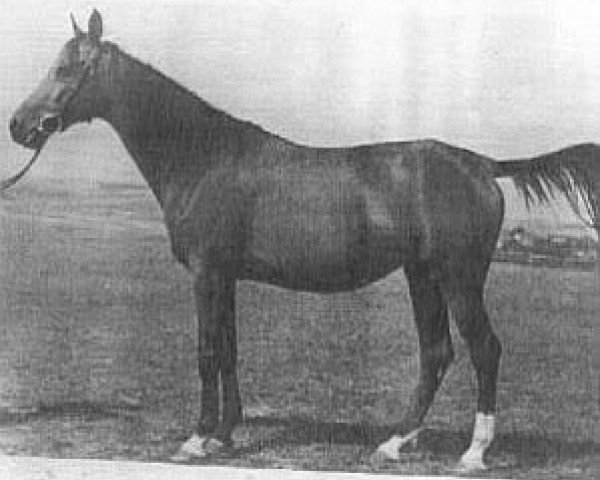 broodmare Rasima ox (Arabian thoroughbred, 1943, from Rasim Pierwszy ox)