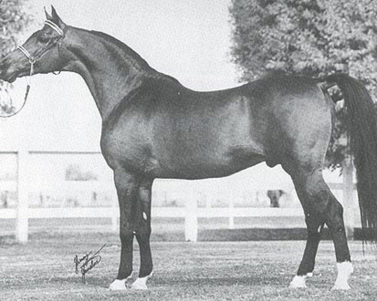 stallion Rustan ox (Arabian purebred, 1956, from Witraz 1938 ox)