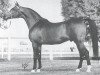 stallion Rustan ox (Arabian thoroughbred, 1956, from Witraz 1938 ox)
