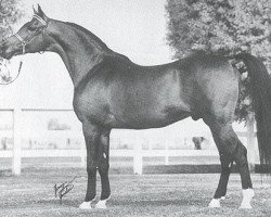 Deckhengst Rustan ox (Vollblutaraber, 1956, von Witraz 1938 ox)