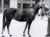 broodmare Sabine (German Riding Pony, 1973, from Samir ox)