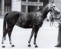 Zuchtstute Sabine (Deutsches Reitpony, 1973, von Samir ox)